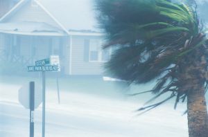 Palm Tree Being Blown Hurricane
