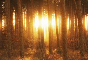 Sun shining through trees at sunrise