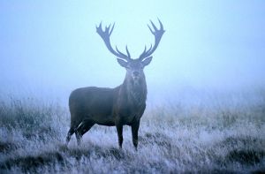 Red Deer (Cervus elephus) at dawn, Looking at Camera, Front view, United Kingdom