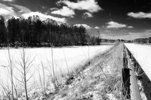 Bare Trees On Snow Covered Landscape