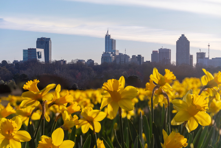 Yellow Flowers Growing In City Against Sky