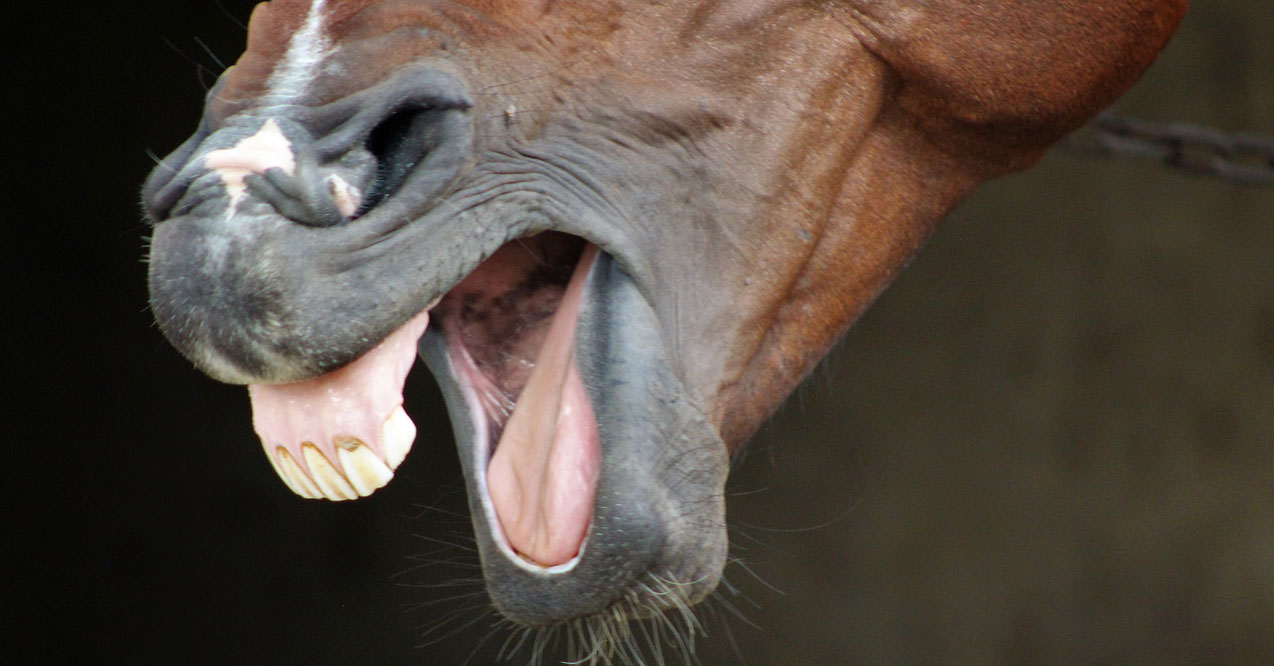 Horse Laugh