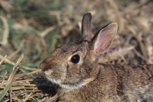 Eastern cottontail rabbit, close-up of head, North America
