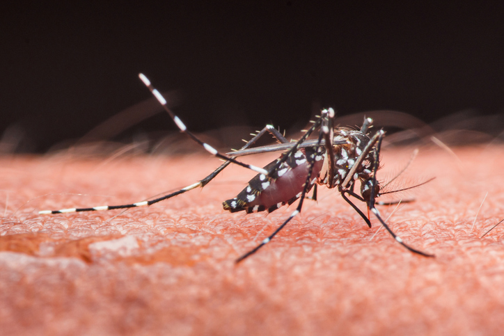 Asian tiger mosquito sucking blood from human skin