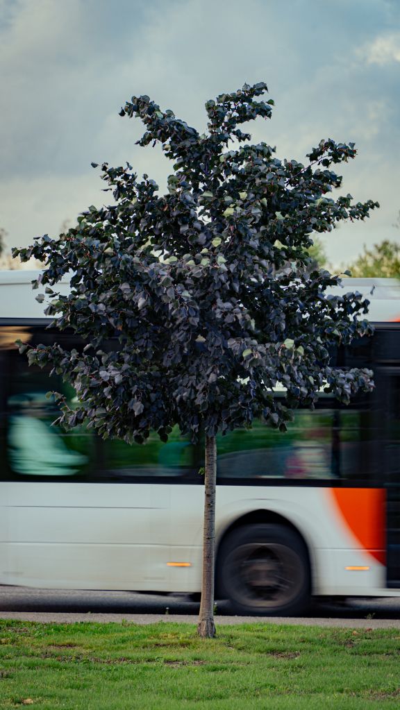 Small tree with dark leaves in front of moving city bus.