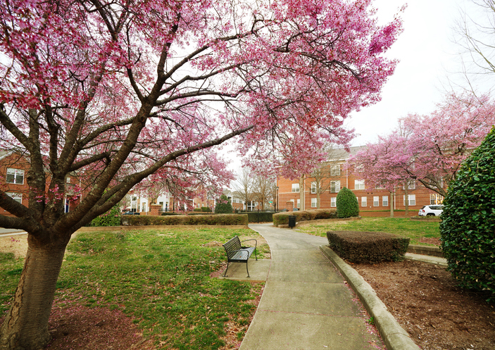Spring trees in bloom in the Pilot Mill Capitol Park neighborhood near downtown Raleigh North Carolina