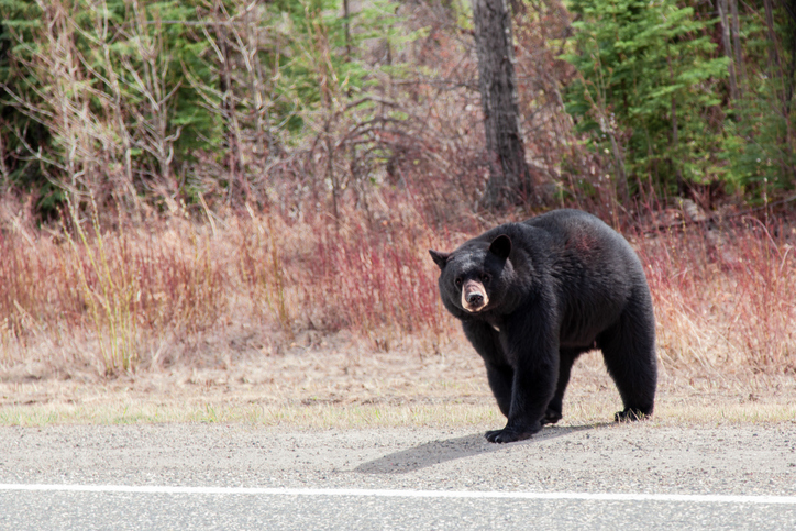 Black Bear